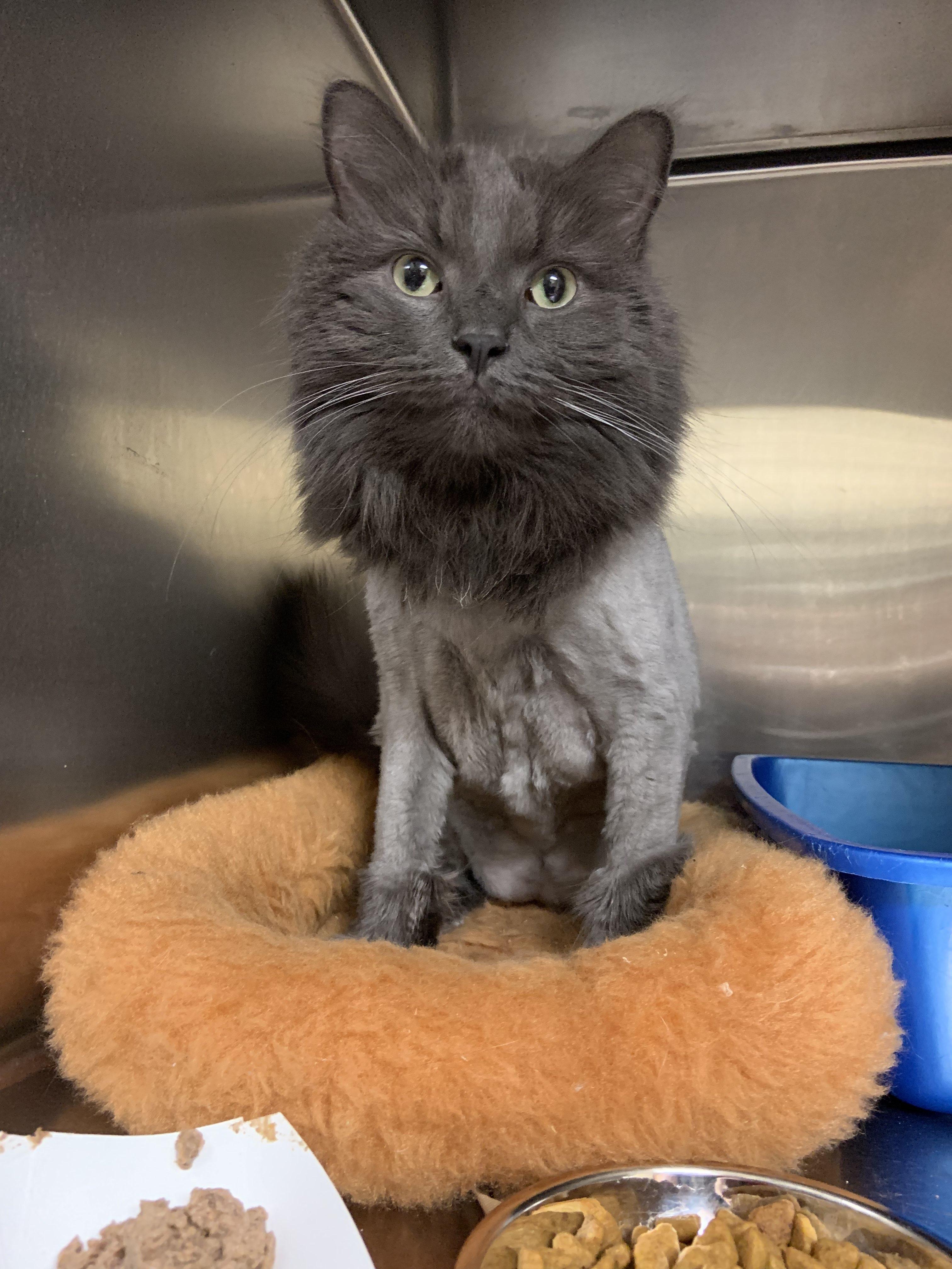 Sunny, Adopted, Young Male Domestic Long Hair.