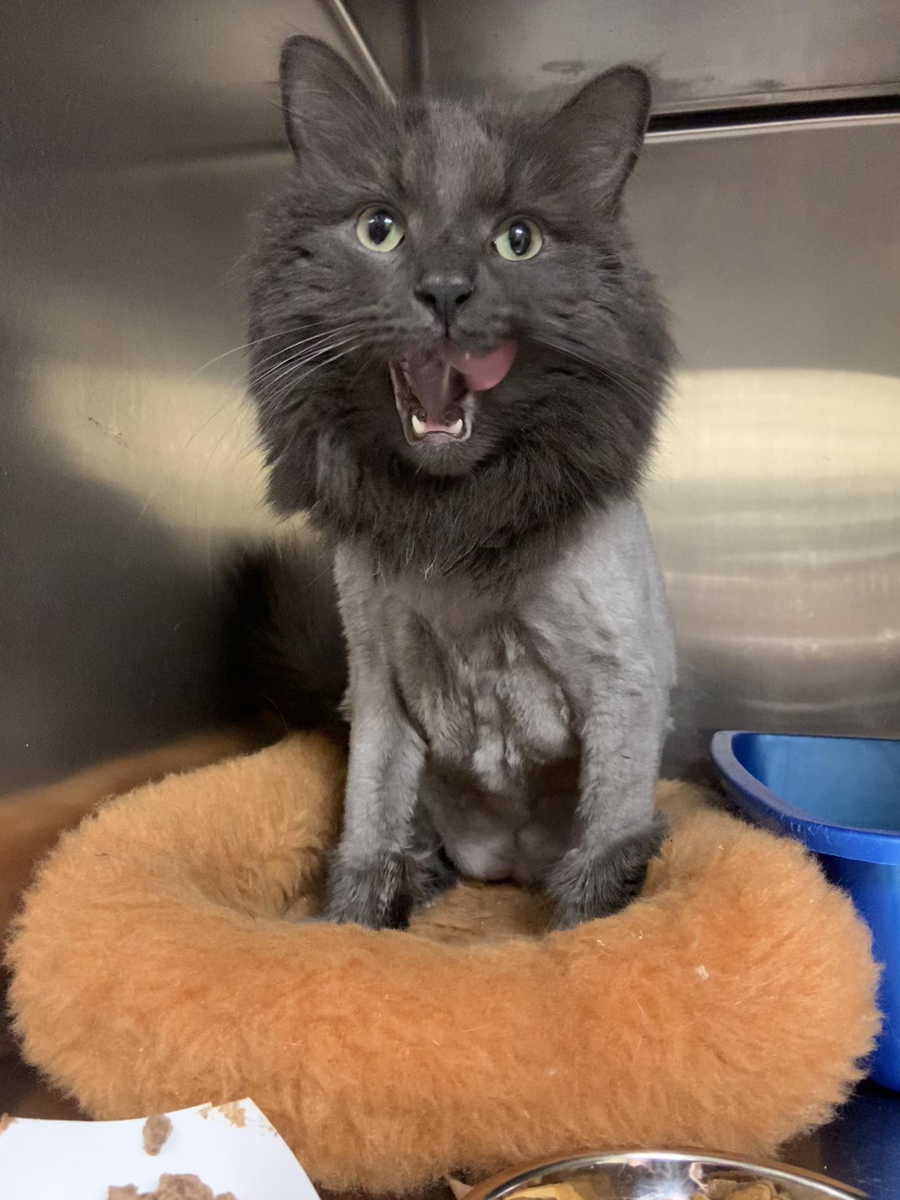 Enlarge Sunny, a Adopted Domestic Long Hair in Cambridge, MA image 4/4
