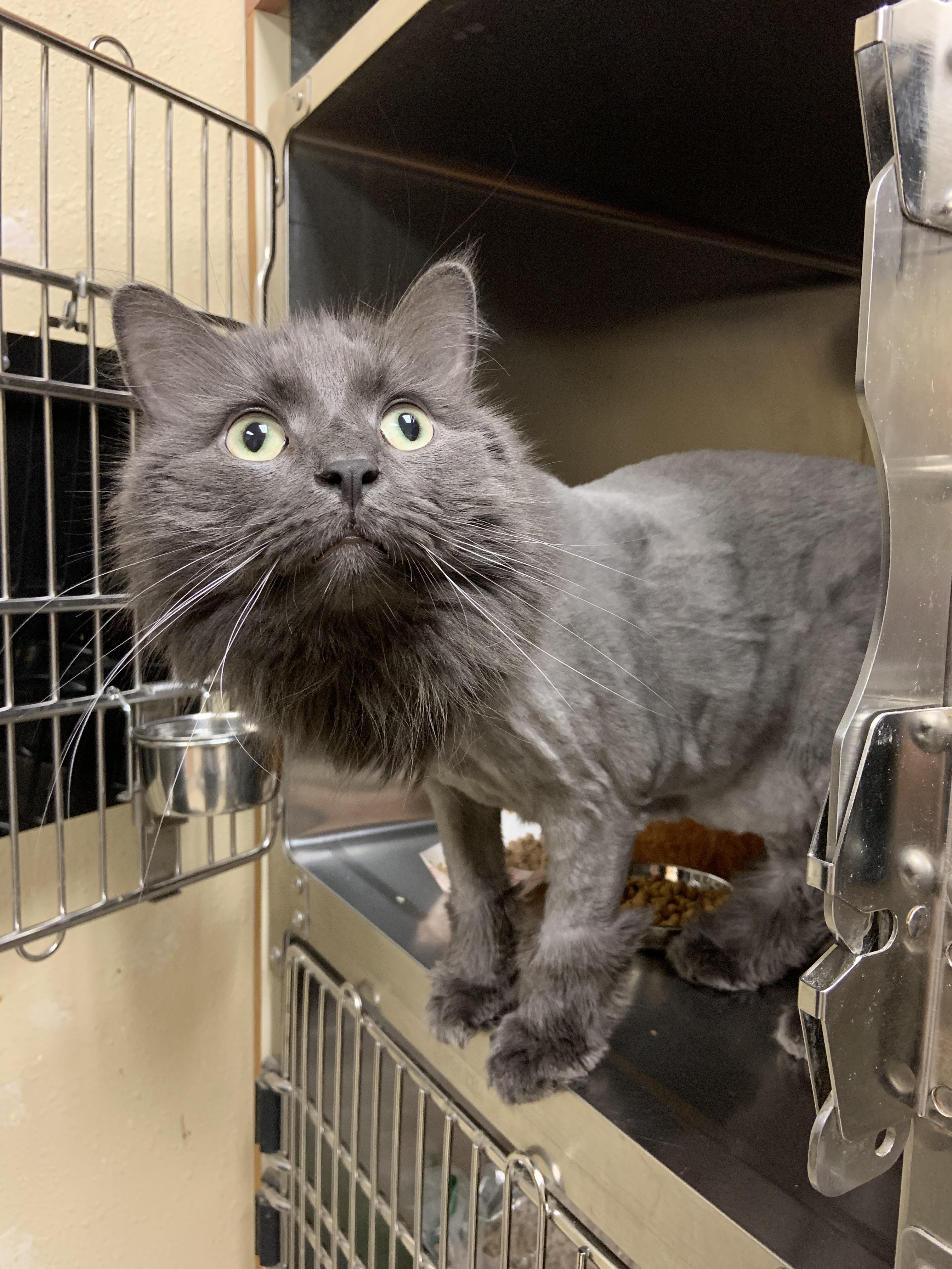 Enlarge Sunny, a Adopted Domestic Long Hair in Cambridge, MA image 3/4