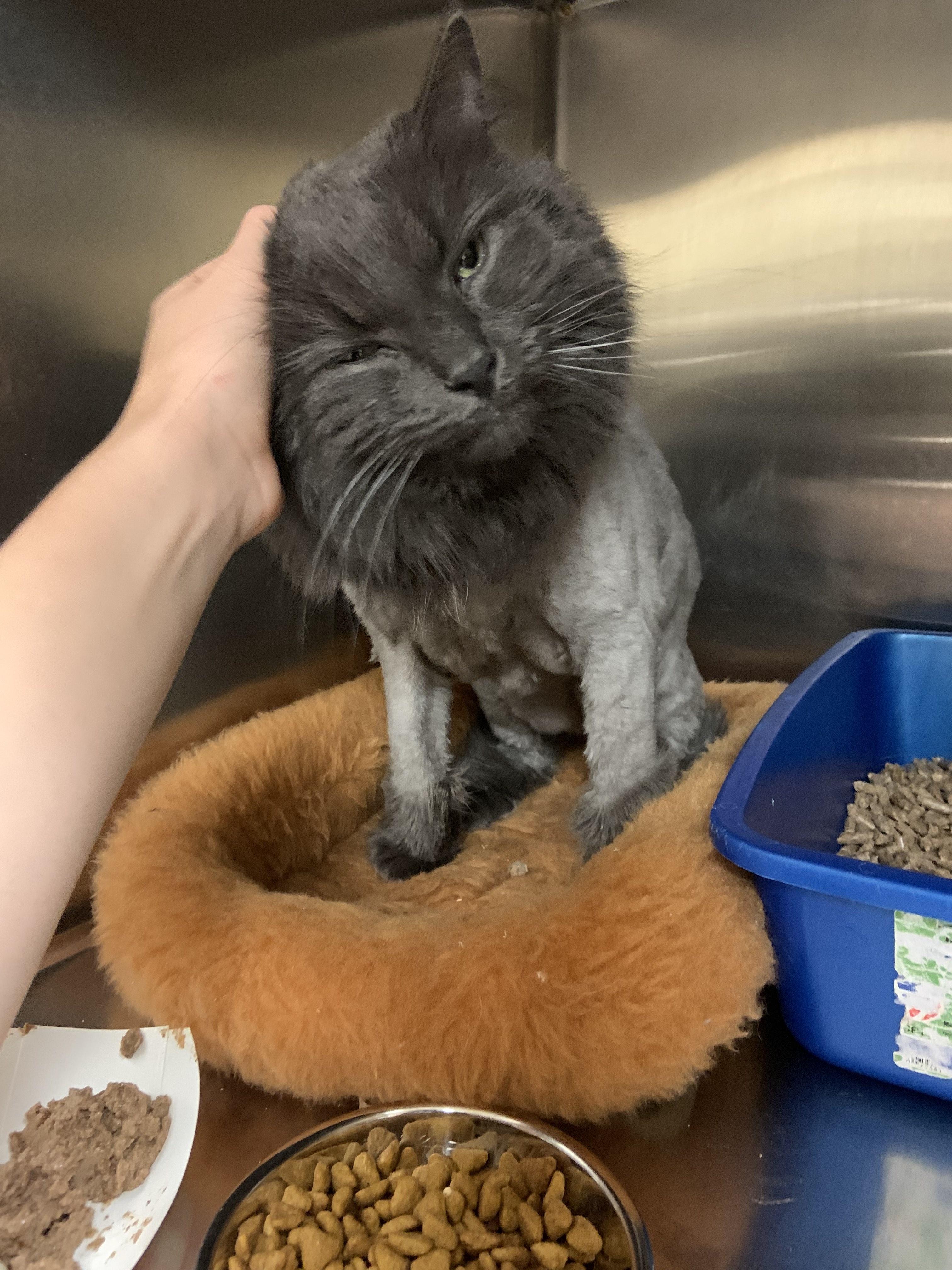 Enlarge Sunny, a Adopted Domestic Long Hair in Cambridge, MA image 2/4