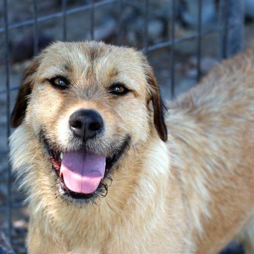 Jilly, Adoptable, Young Female Golden Retriever & Mixed Breed.