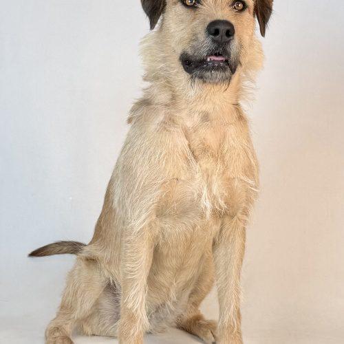 Jilly, Adoptable, Puppy Female Mixed Breed & German Shorthaired Pointer.