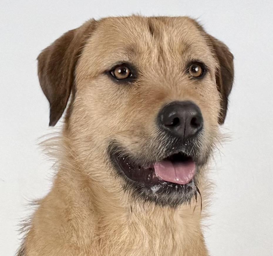 Enlarge Jilly, a Adoptable mixed breed in Dillon, MT image 3/6