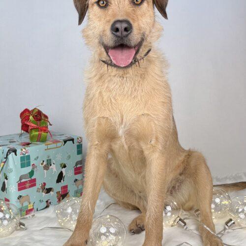 Jilly, Adoptable, Puppy Female Mixed Breed & German Shorthaired Pointer.