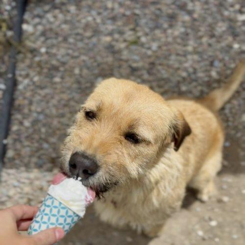 Jilly, a Adoptable mixed breed in Dillon, MT image 4/5
