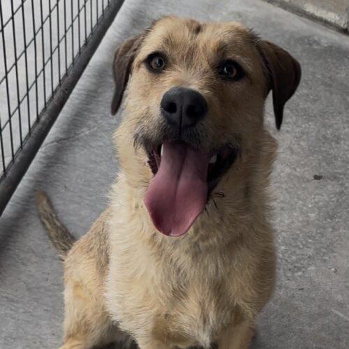 Jilly, a Adoptable mixed breed in Dillon, MT image 3/3
