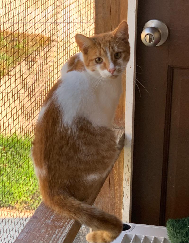 Hunk, Adoptable, Adult Male Domestic Short Hair.