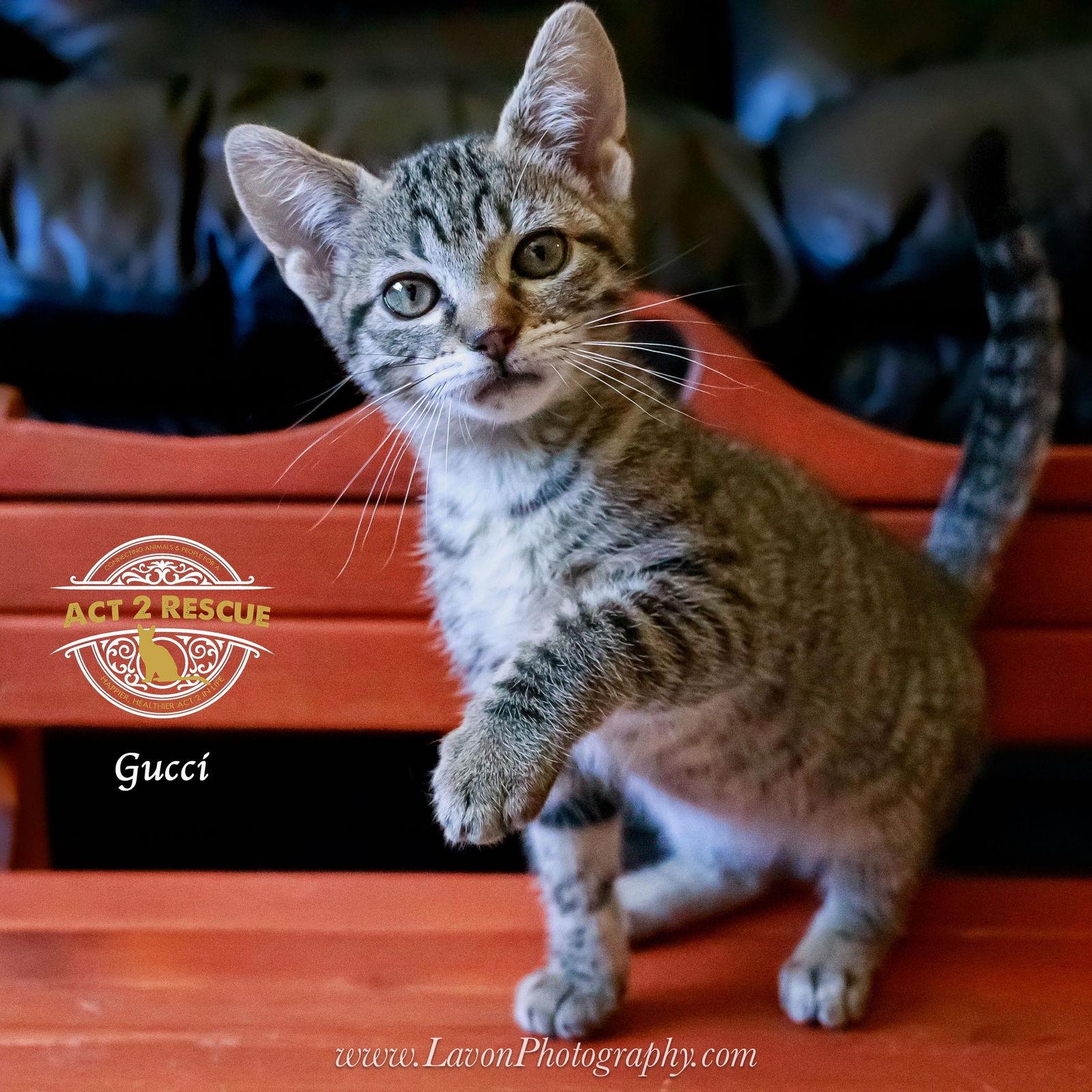 Gucci, Adoptable, Young Male Domestic Short Hair.