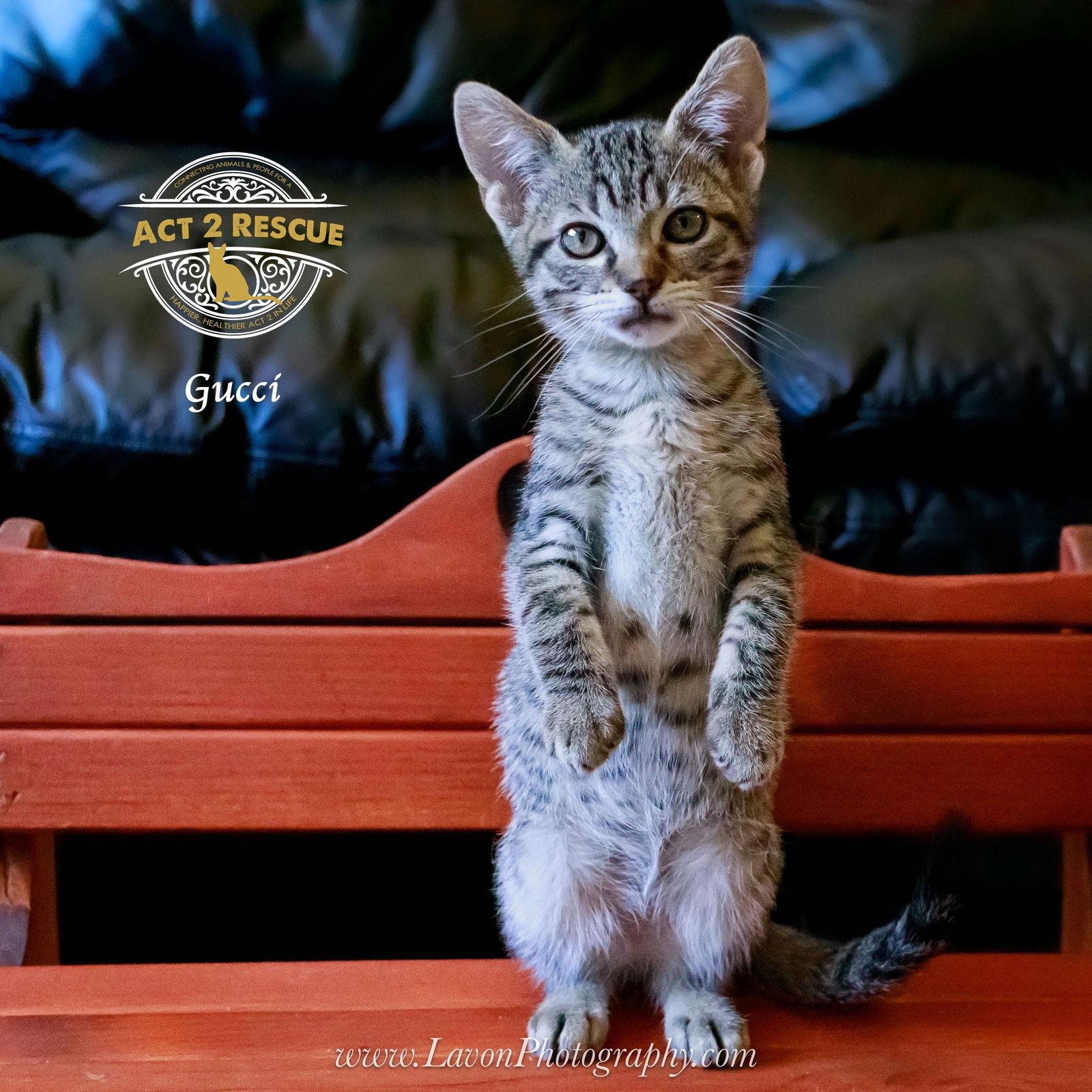 Gucci, a Adoptable Domestic Short Hair in Riverside, CA image 2/3