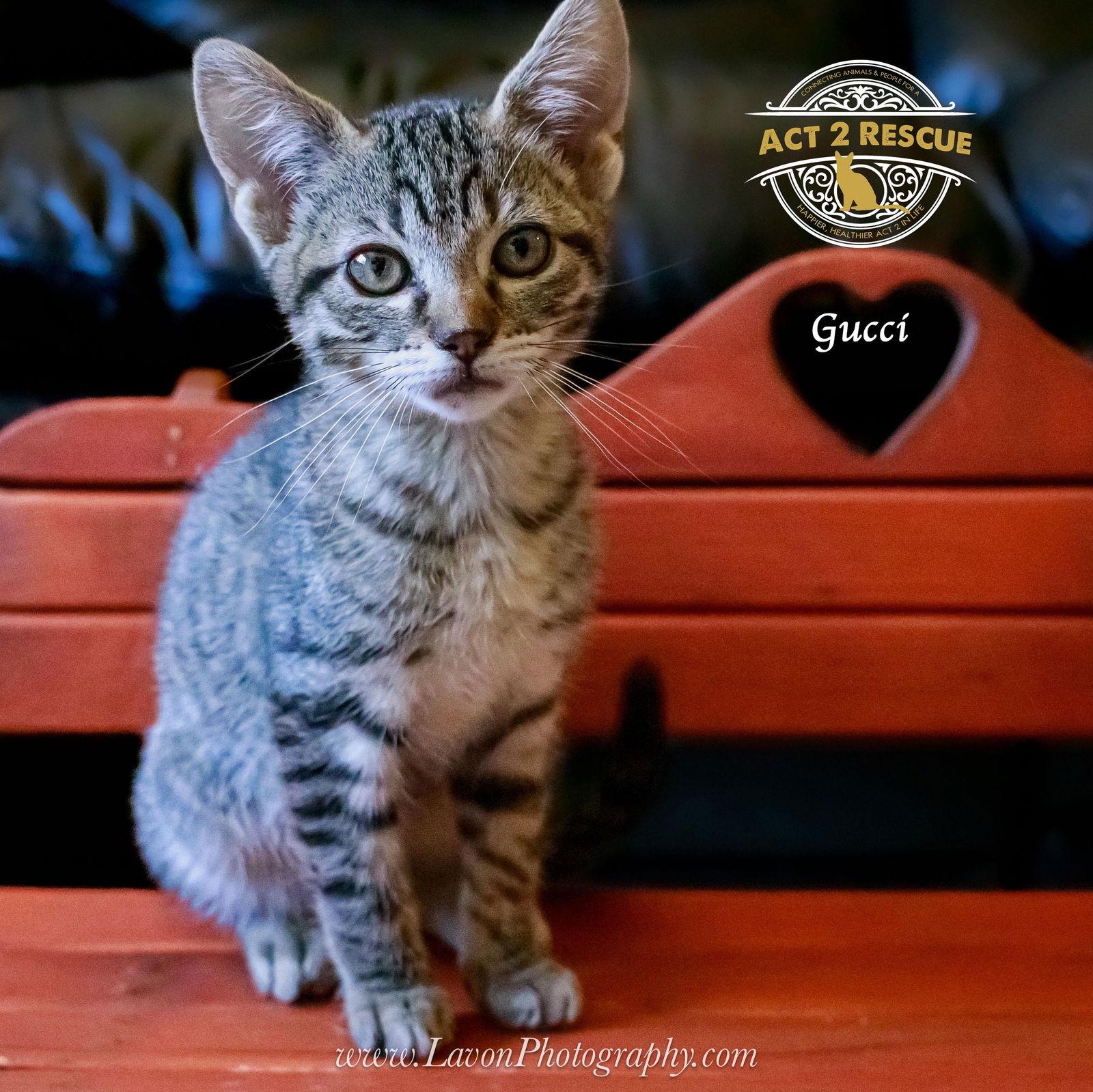 Gucci, a Adoptable Domestic Short Hair in Riverside, CA image 3/3