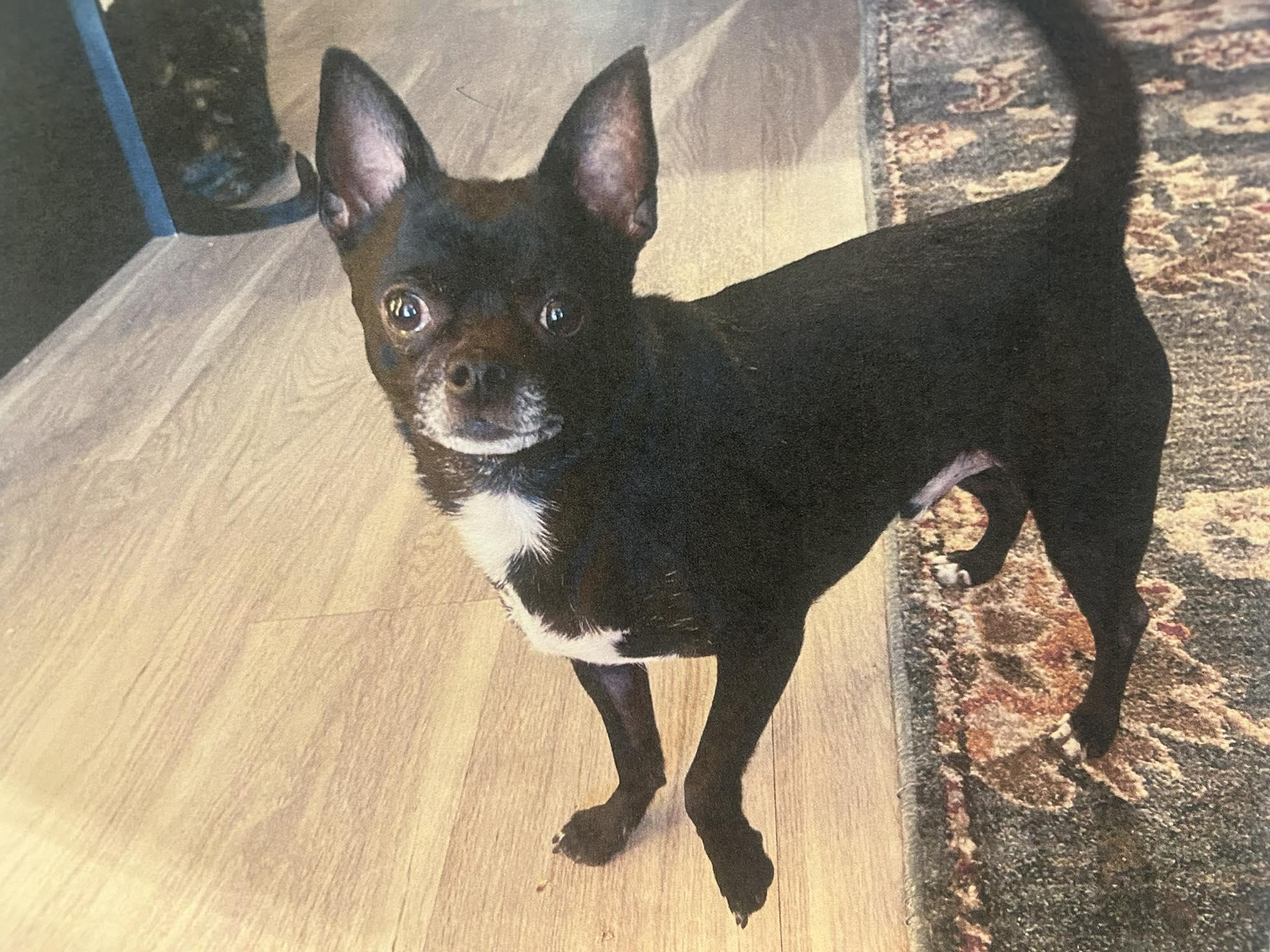 Enlarge Taco, a ADOPTABLE Chihuahua in Richboro, PA image 1/1