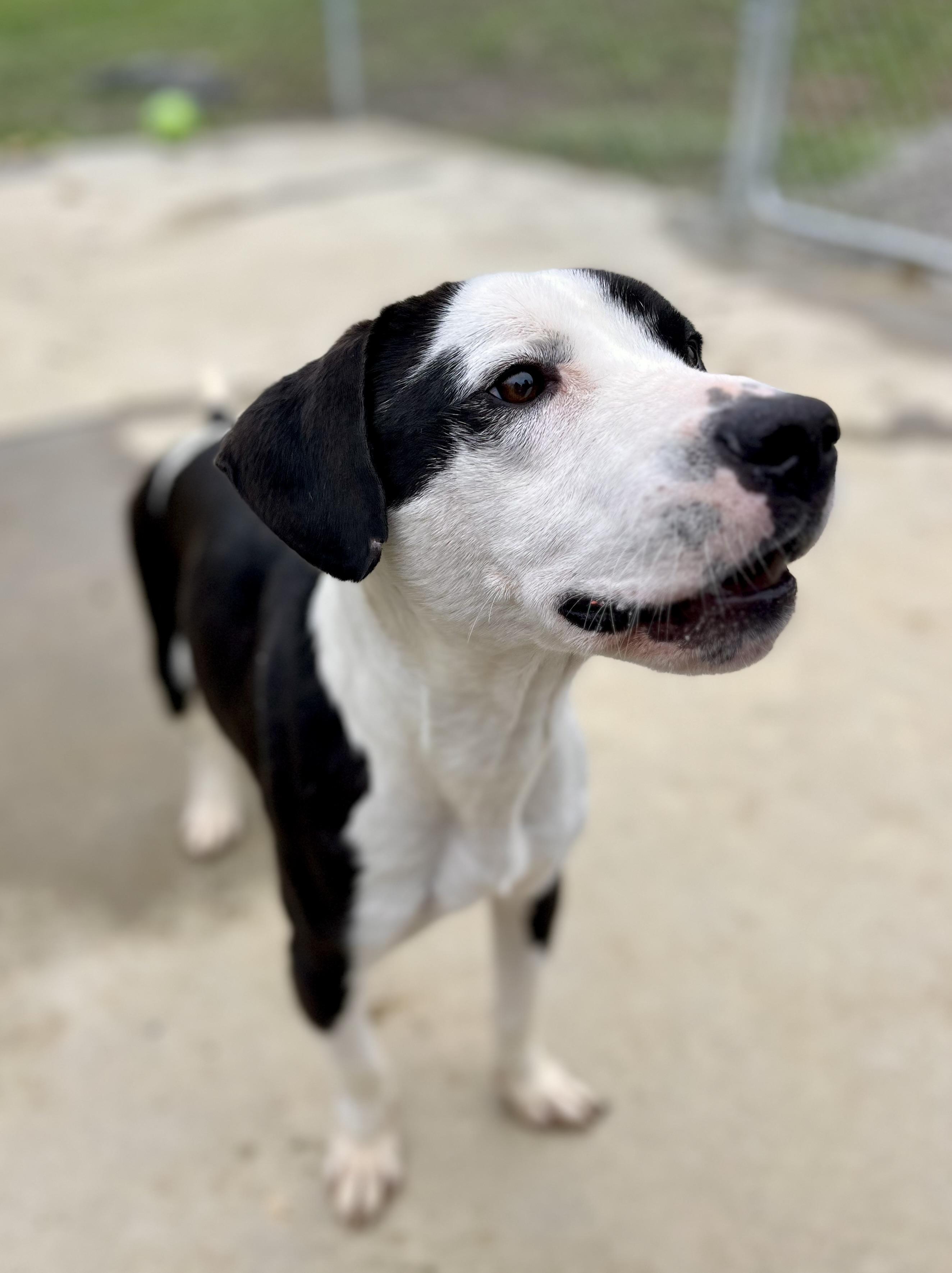 Bo, an adoptable mixed breed in Berea, KY image 2/3