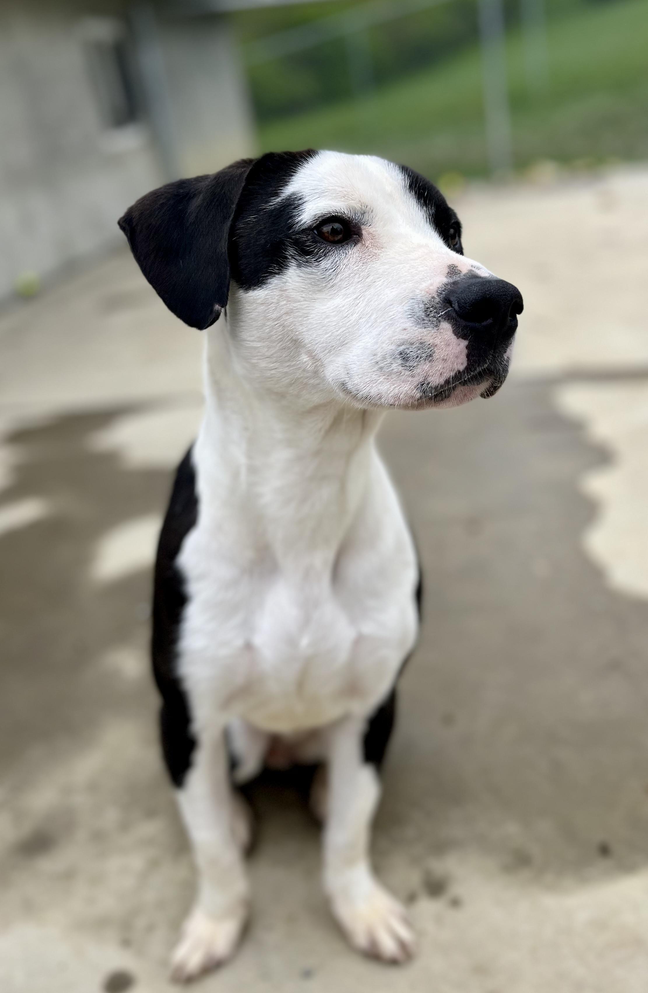 Bo, adoptable, Young Male Pit Bull Terrier.