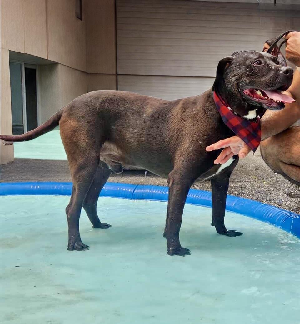 Enlarge Stan, a Adoptable mixed breed in Westwood, NJ image 3/6