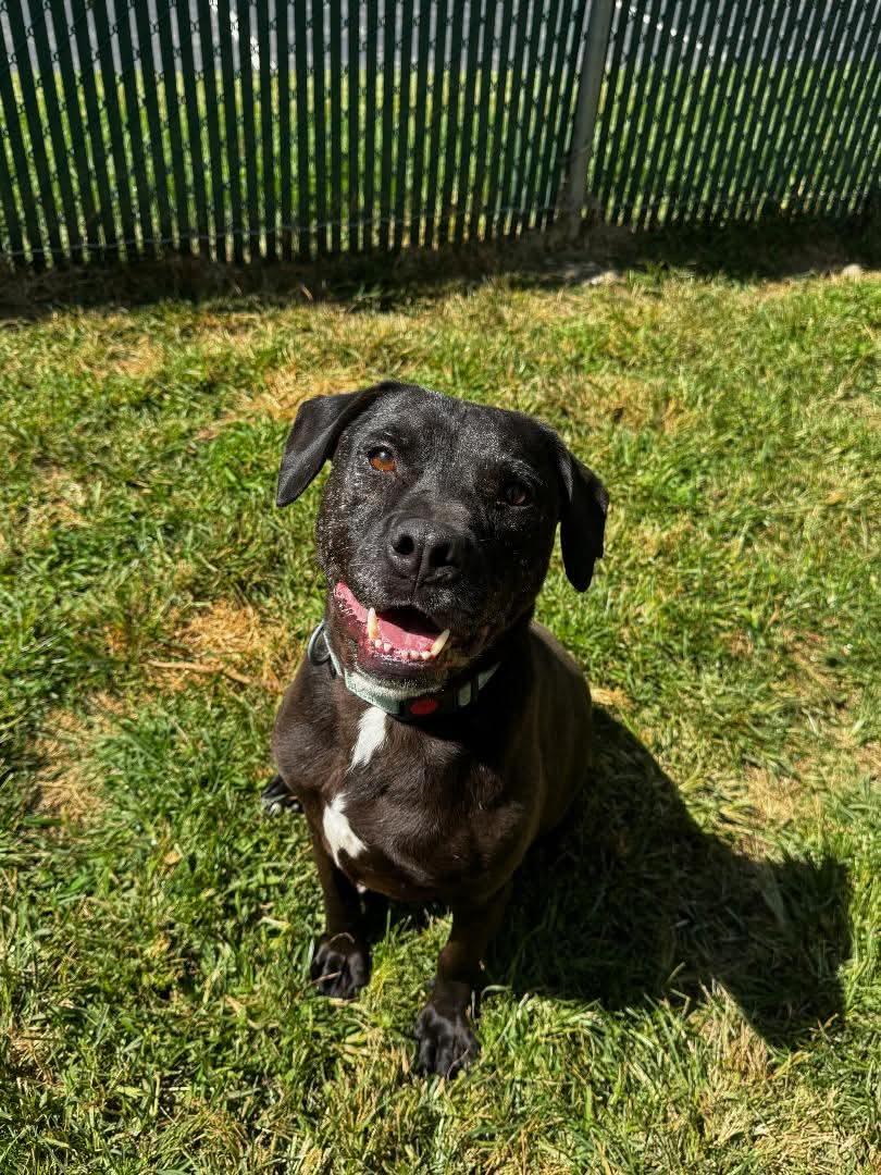 Enlarge Stan, a Adoptable mixed breed in Westwood, NJ image 2/6