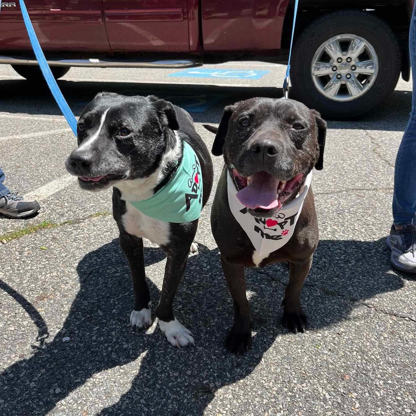 Enlarge Stan, a Adoptable mixed breed in Westwood, NJ image 4/6