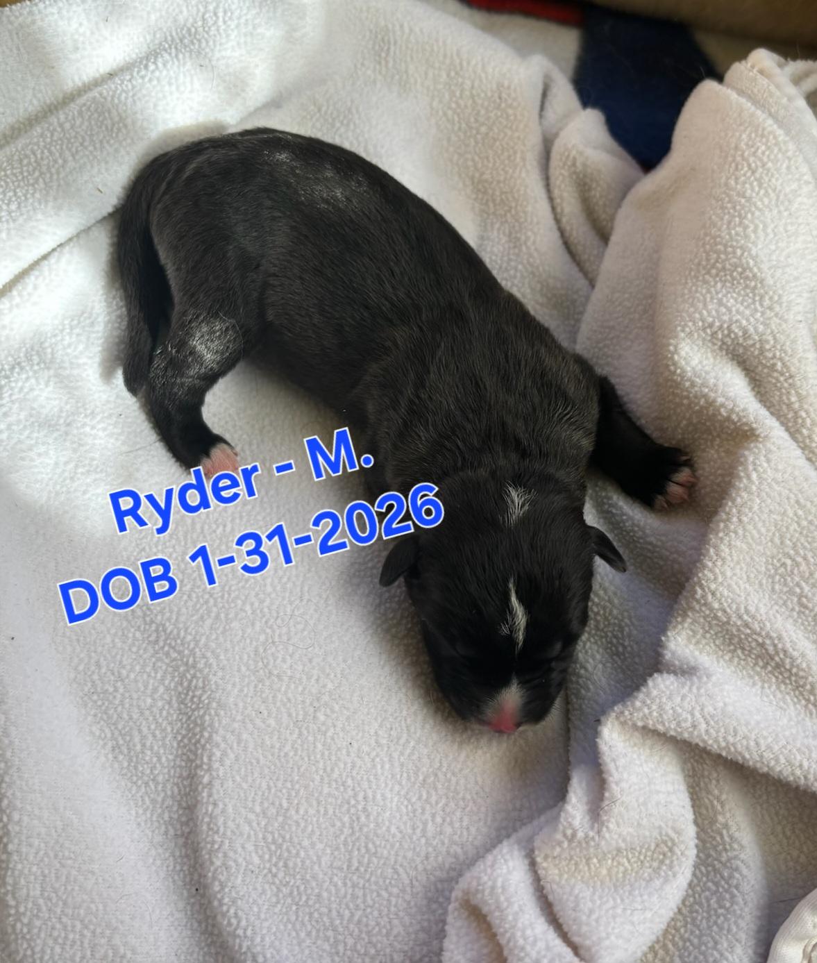 Enlarge Ryder, a Adoptable mixed breed in Nucla, CO image 1/1