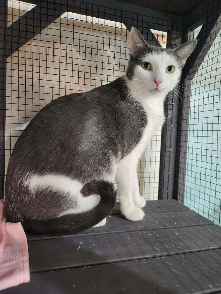 Enlarge Sage, a Adoptable mixed breed in Seminole, FL image 1/5