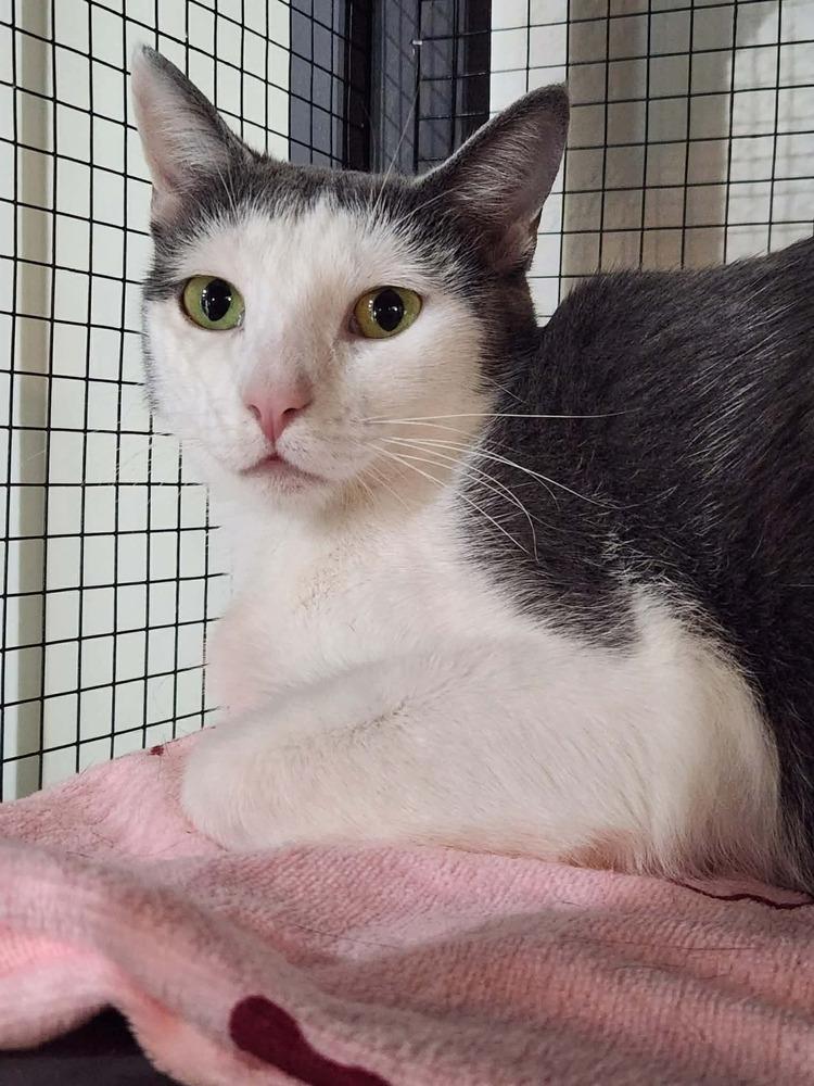 Enlarge Sage, a Adoptable mixed breed in Seminole, FL image 2/5