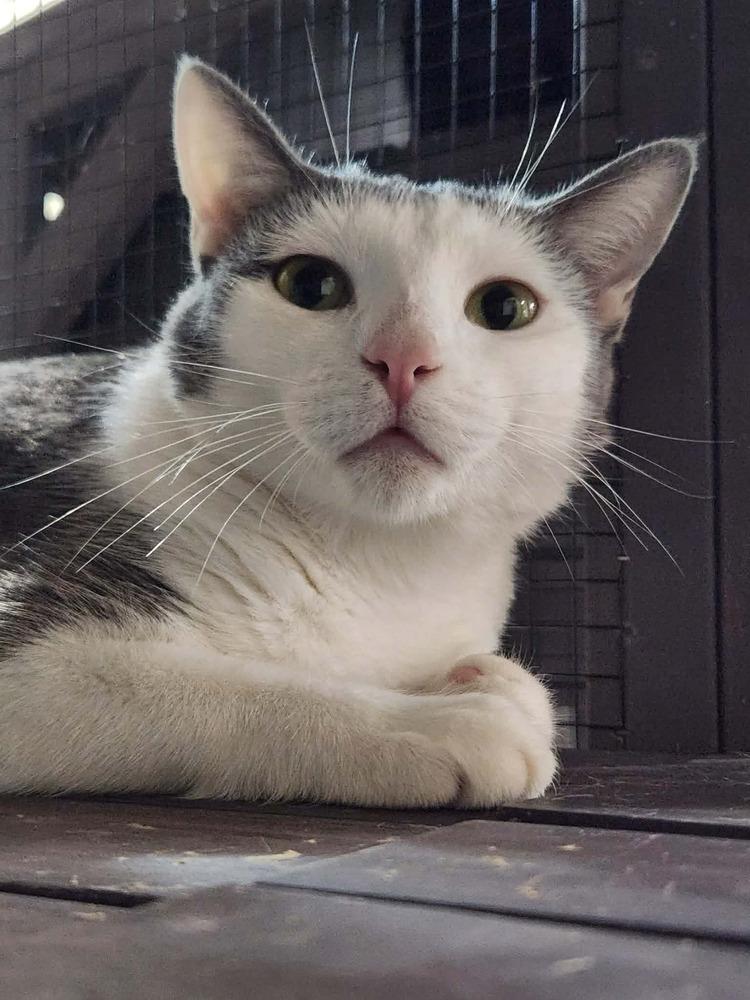 Enlarge Sage, a Adoptable mixed breed in Seminole, FL image 3/5