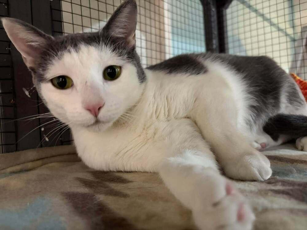 Sage, a Adoptable mixed breed in Seminole, FL image 4/5