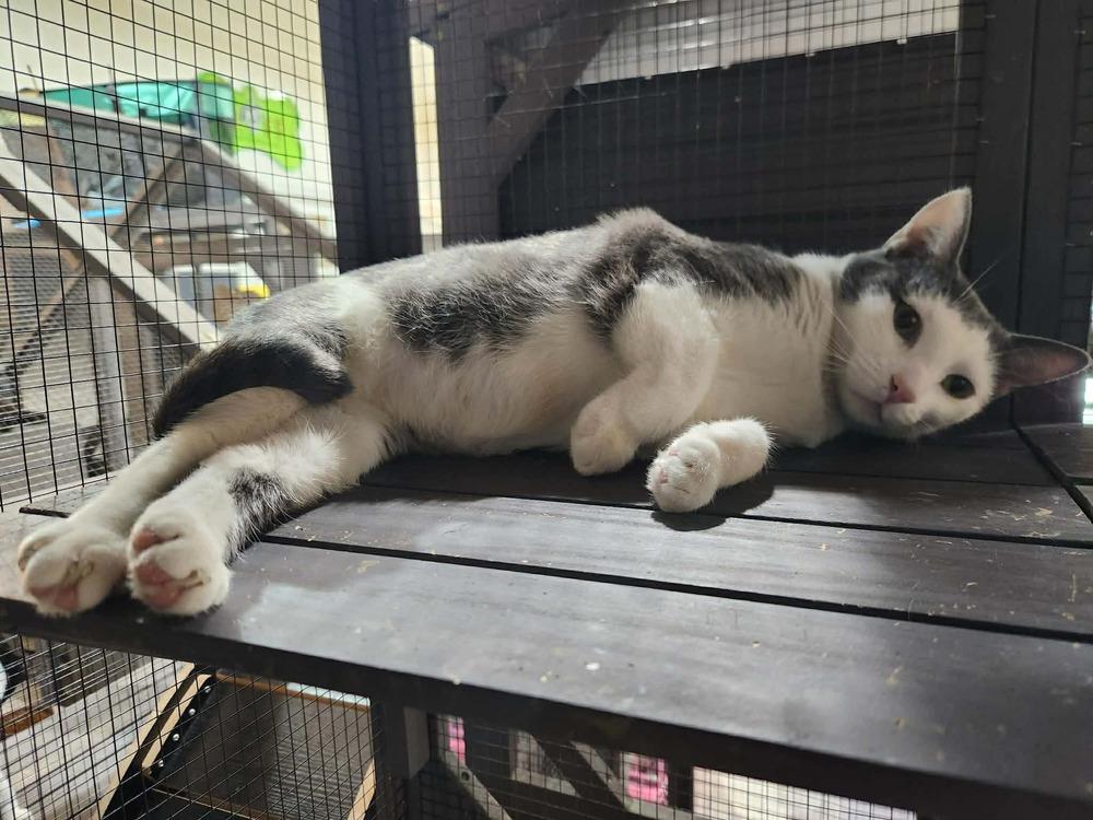 Enlarge Sage, a Adoptable mixed breed in Seminole, FL image 4/5