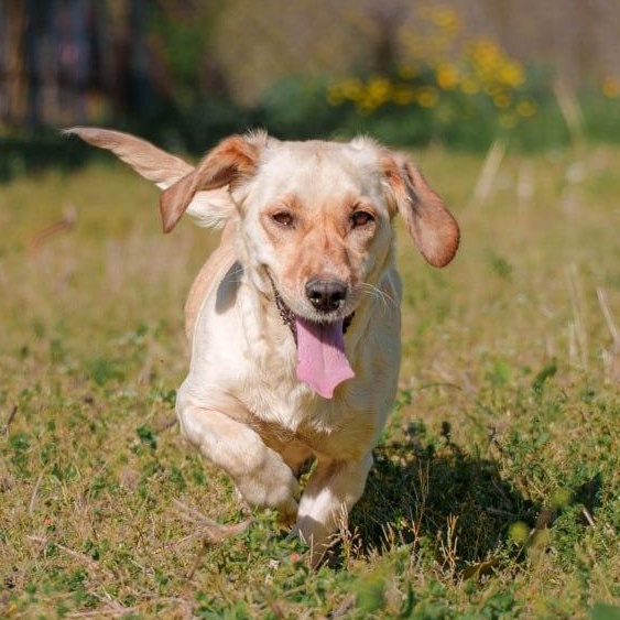 Enlarge Molly, a ADOPTABLE mixed breed in Morristown, NJ image 5/6