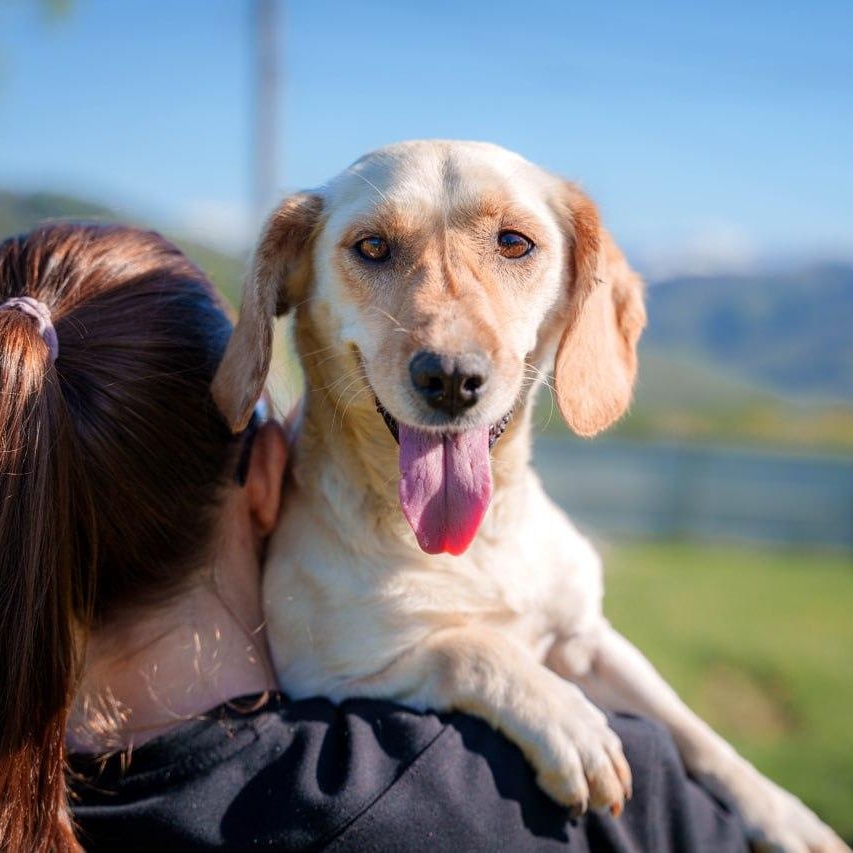 Enlarge Molly, a ADOPTABLE mixed breed in Morristown, NJ image 3/6