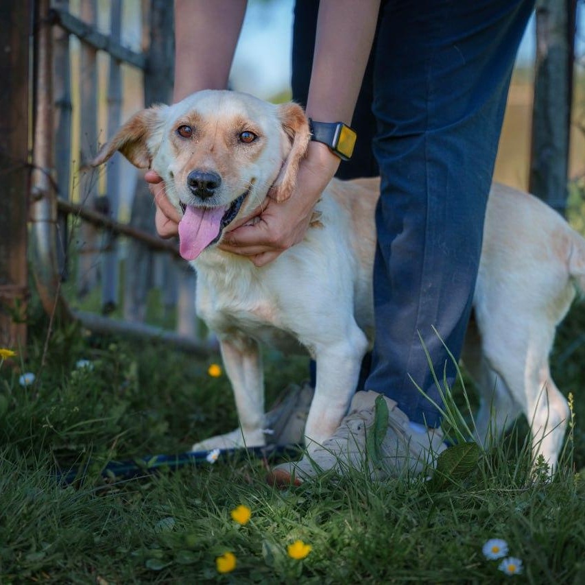 Enlarge Molly, a ADOPTABLE mixed breed in Morristown, NJ image 4/6