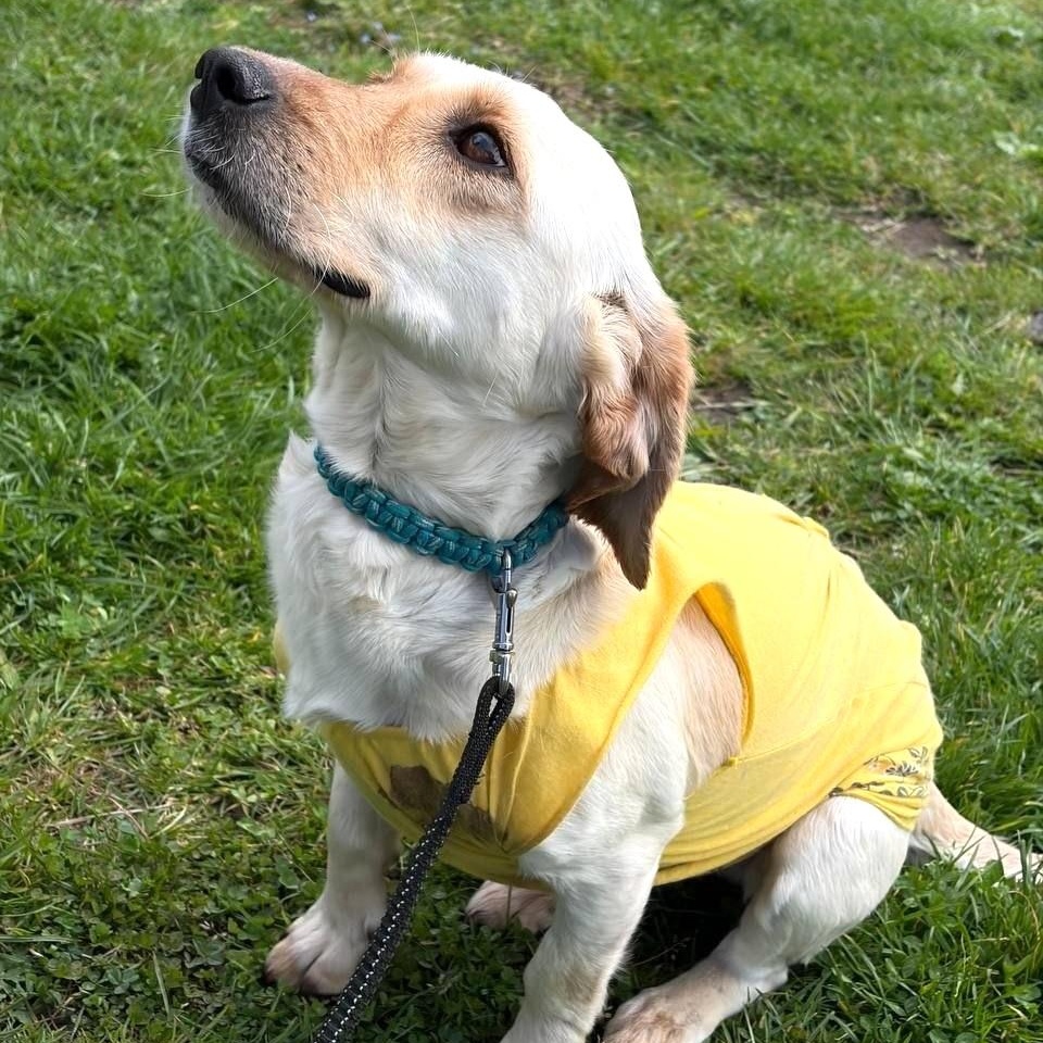 Enlarge Molly, a ADOPTABLE mixed breed in Morristown, NJ image 2/6