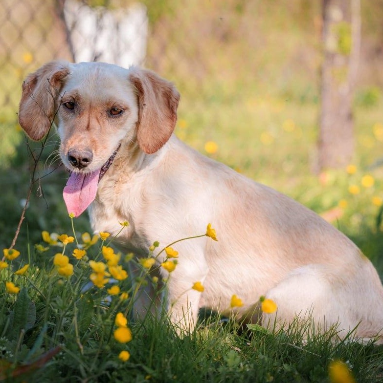 Enlarge Molly, a ADOPTABLE mixed breed in Morristown, NJ image 1/6