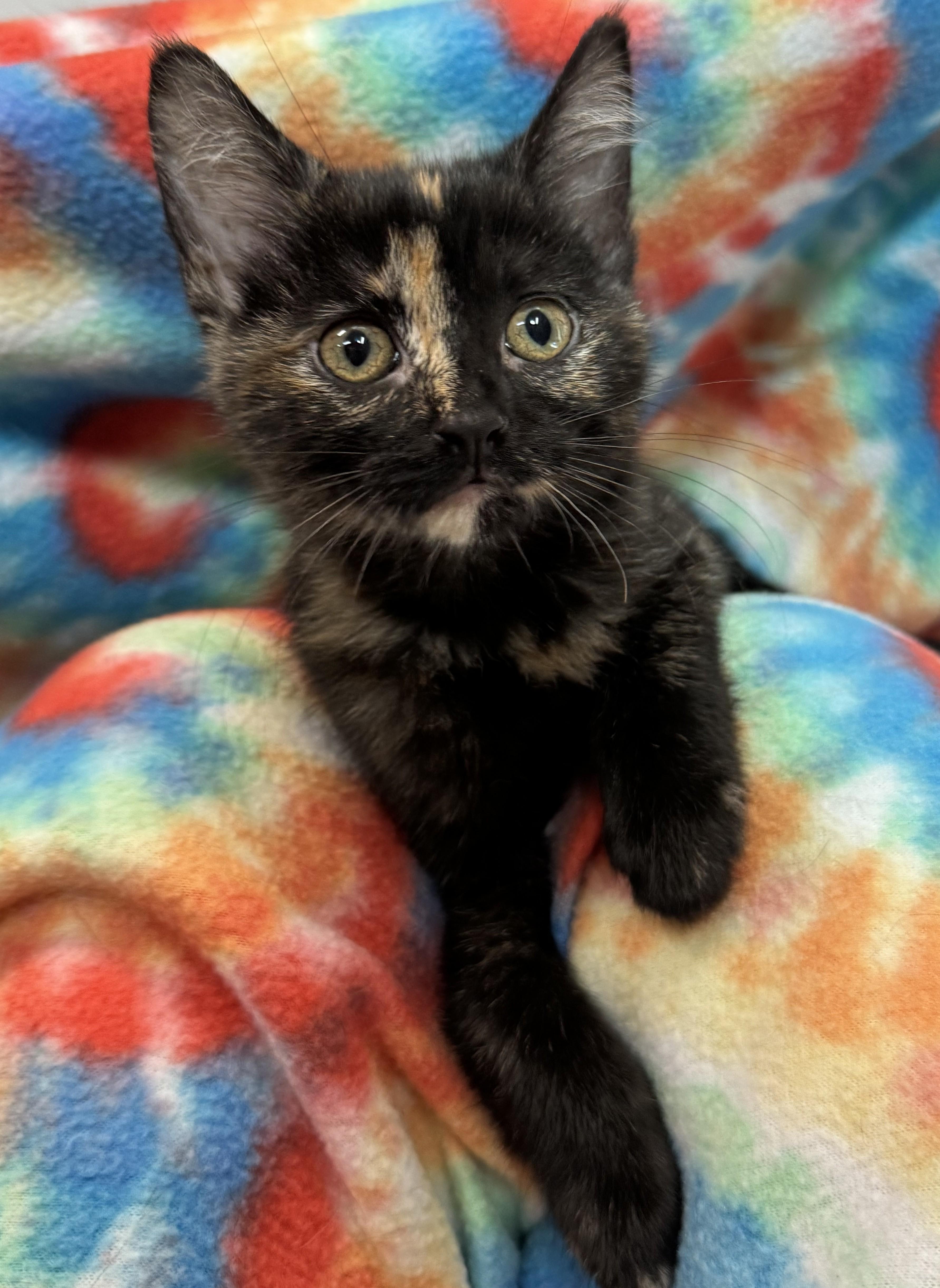 Blanche, Adoptable, Kitten Female Domestic Short Hair.