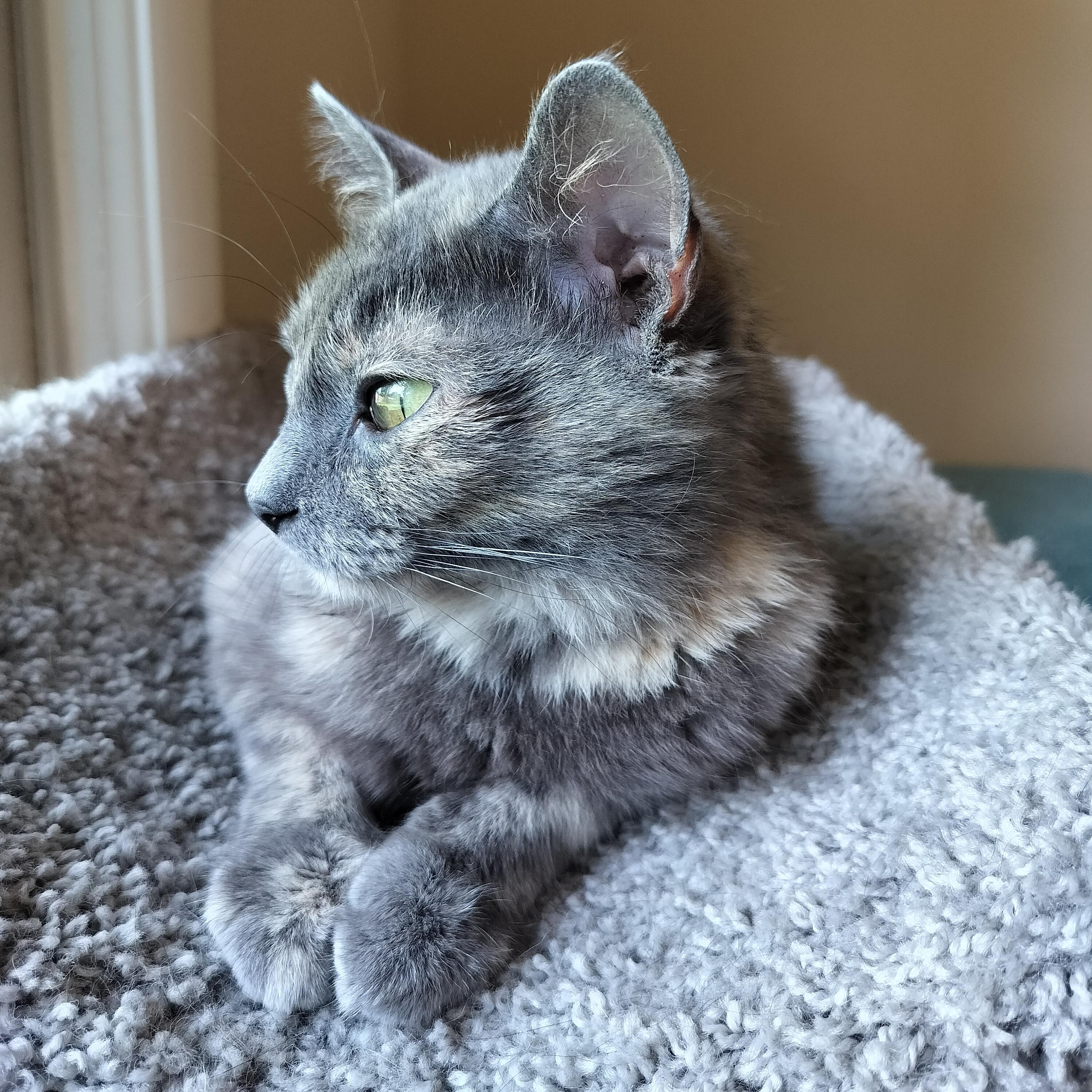 Enlarge Smokey, a Adoptable Dilute Tortoiseshell in Sedalia, MO image 2/4