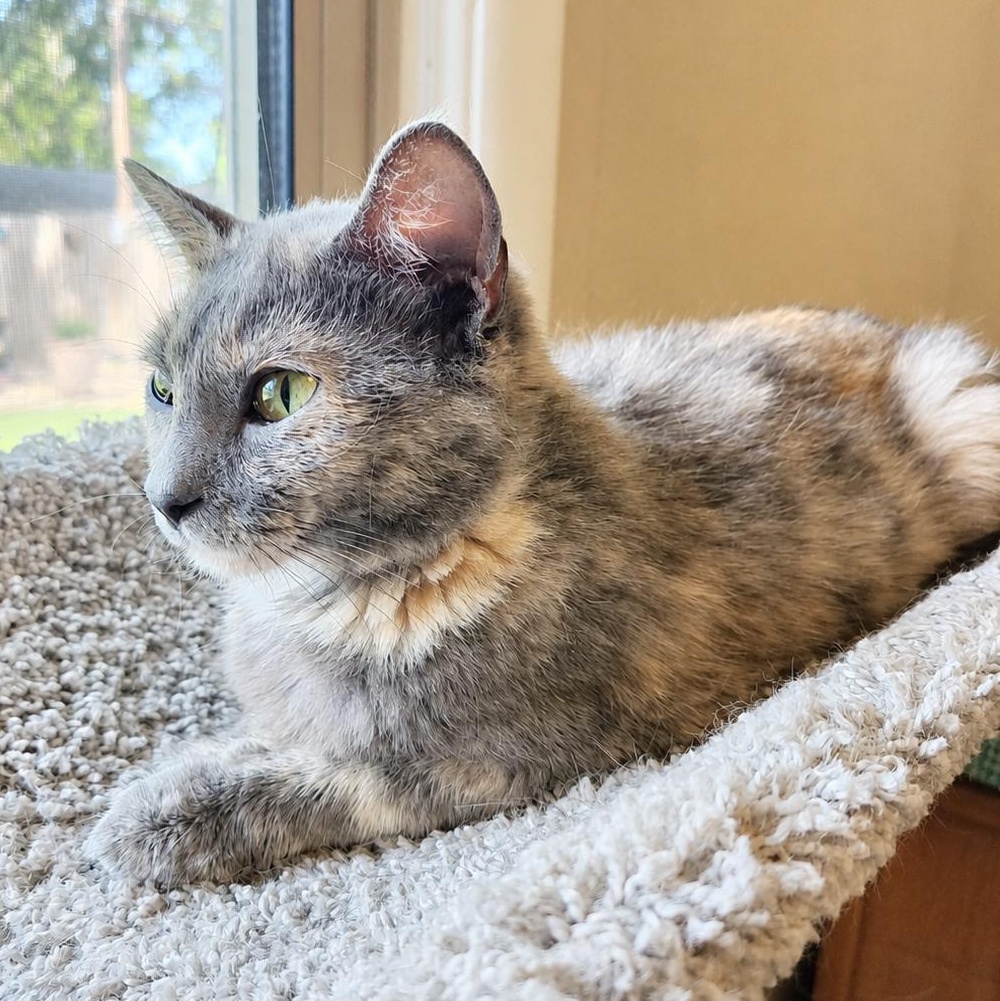 Smokey, Adoptable, Adult Female Dilute Tortoiseshell.