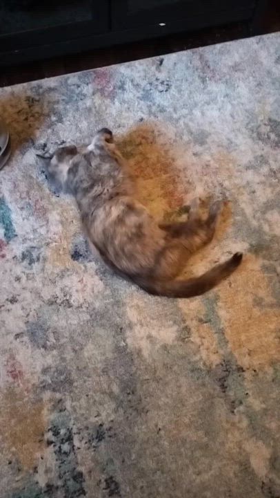 Enlarge Smokey, a Adoptable Dilute Tortoiseshell in Sedalia, MO video 4/4