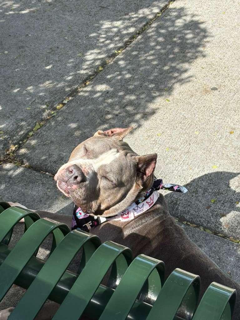 Enlarge Bri, a ADOPTABLE mixed breed in cape coral, FL image 2/5