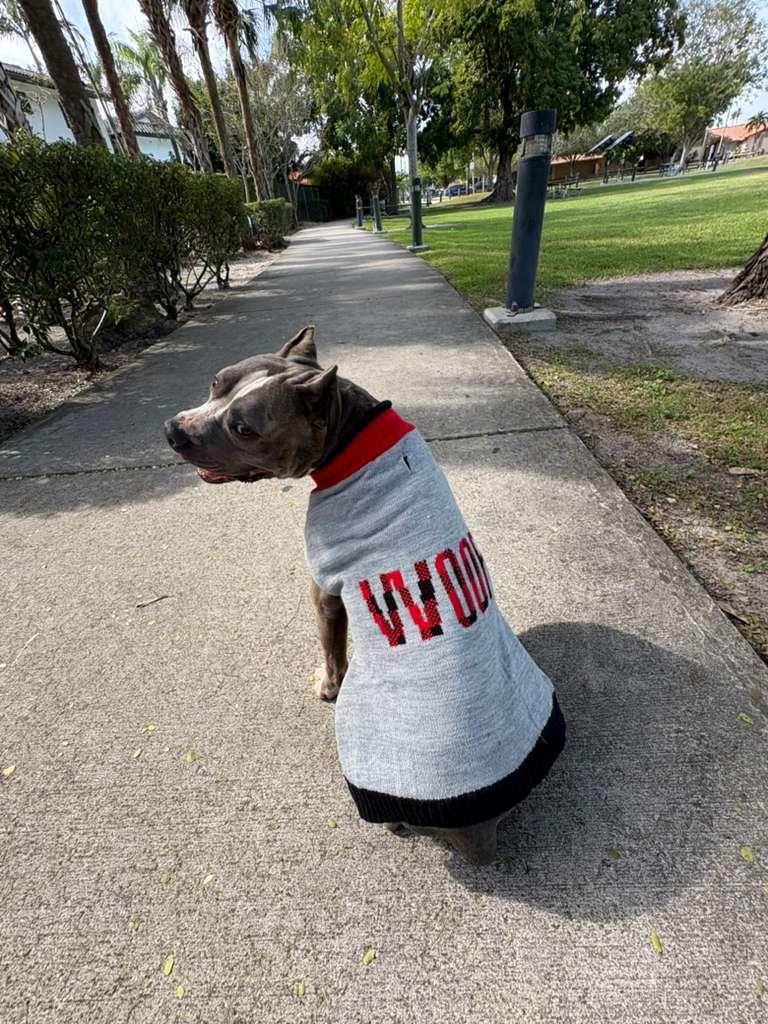 Bri, ADOPTABLE, Adult Female Pit Bull Terrier.