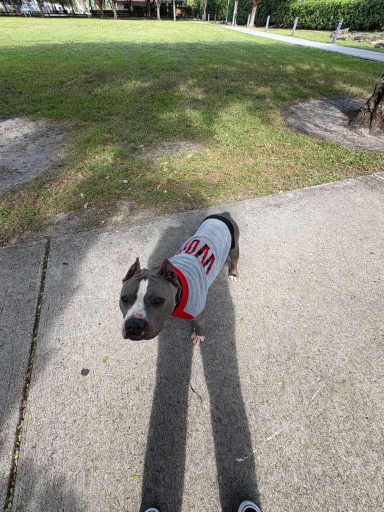 Enlarge Bri, a ADOPTABLE mixed breed in cape coral, FL image 3/5