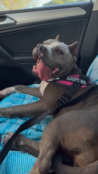 Enlarge Bri, a ADOPTABLE mixed breed in cape coral, FL video 4/5