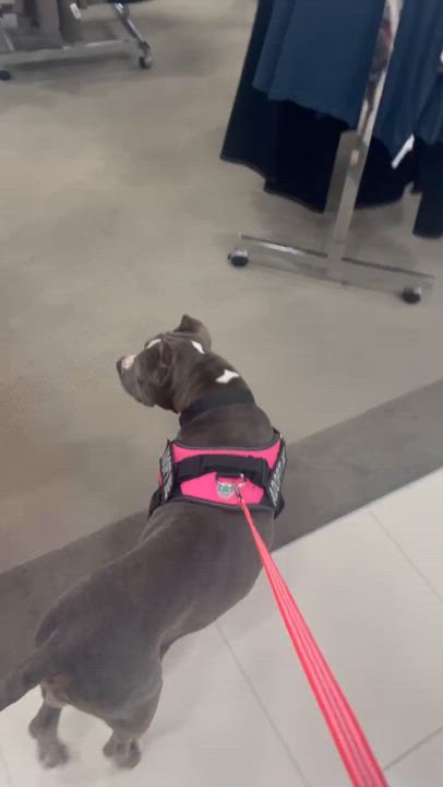 Enlarge Bri, a ADOPTABLE mixed breed in cape coral, FL video 5/5