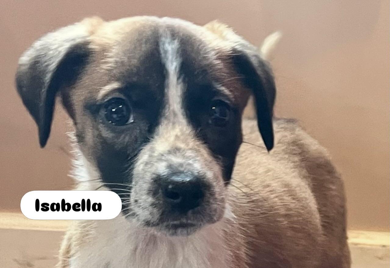 Enlarge Isabella , a Adoptable mixed breed in Egg Harbor City, NJ image 1/1