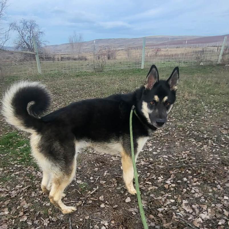 Bob, Adoptable, Adult Male Siberian Husky & Shepherd.