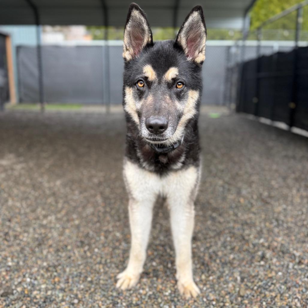 Enlarge Bob, a Adoptable mixed breed in Tacoma, WA image 2/6