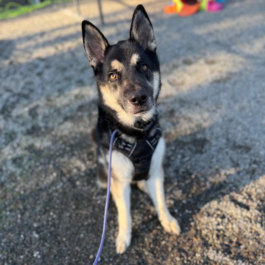 Enlarge Bob, a Adoptable mixed breed in Tacoma, WA image 3/6