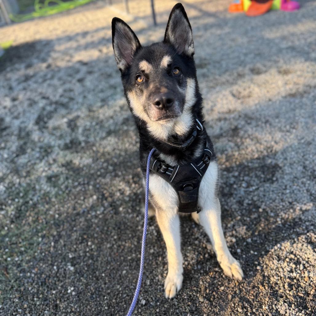 Enlarge Bob, a Adoptable mixed breed in Tacoma, WA image 4/6