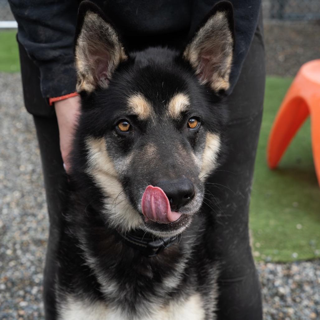 Enlarge Bob, a Adoptable mixed breed in Tacoma, WA image 4/6