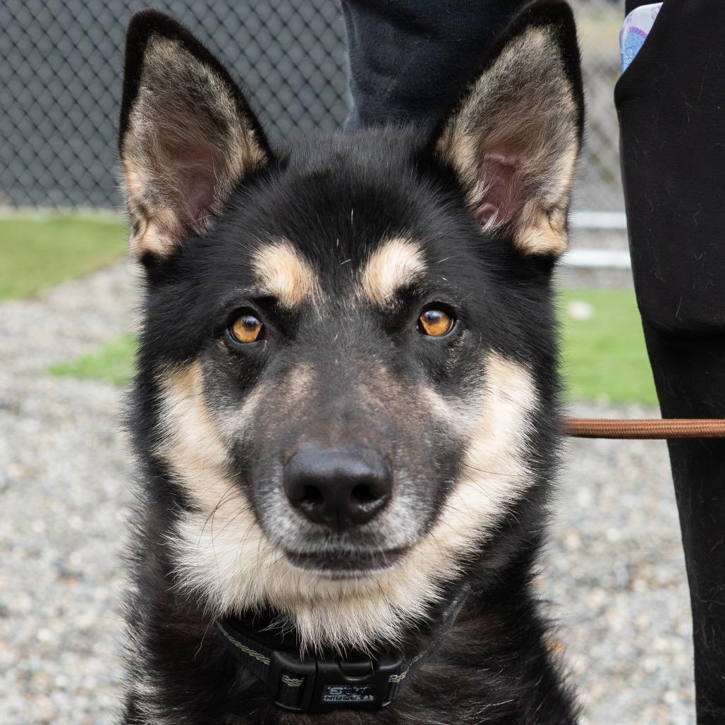 Enlarge Bob, a Adoptable mixed breed in Tacoma, WA image 5/6