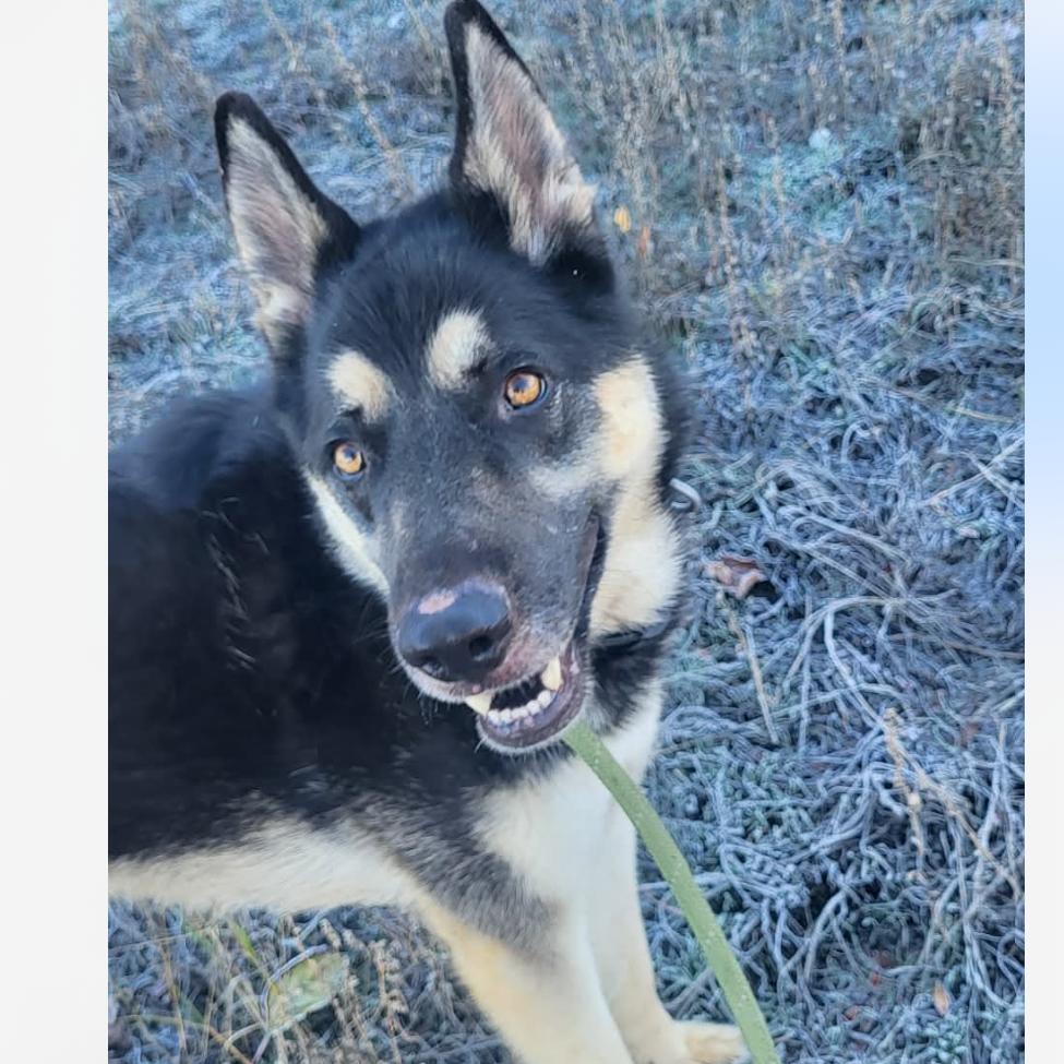 Enlarge Bob, a Adoptable mixed breed in Tacoma, WA image 6/6