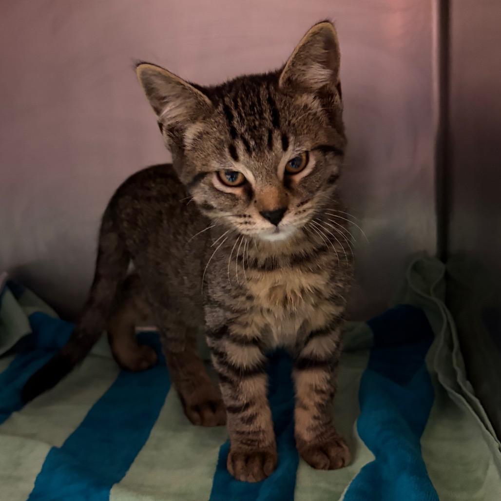 Enlarge Charles, a Adoptable Domestic Short Hair in Nashville, TN image 1/1