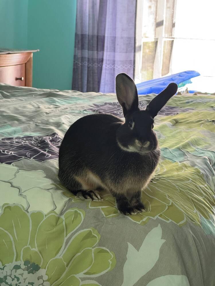 Enlarge Java, a Adoptable Silver Marten in Melbourne, FL image 5/5